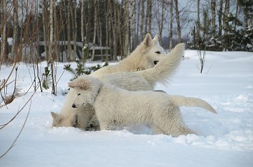 Biały owczarek szwajcarski HRABIA of White Finess www.zchatyleona.republika.pl #BiałyOwczarekSzwajcarski #opole #siołkowice #kois #BiałyOwczarek #ZChatyLeona #bogacz #hrabia #awa #cygan #aventia