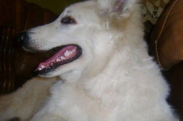 Biały owczarek szwajcarski PASCAL z Chaty Leona www.zchatyleona.republika.pl #BiałyOwczarekSzwajcarski #opole #siołkowice #kois #BiałyOwczarek #ZChatyLeona #bogacz #hrabia #awa #cygan #aventia