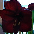 #amarylis #hippeastrum #kwiaty