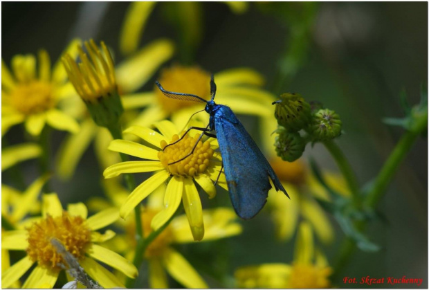 #Motyle #kwiaty #natura #makro