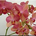 Phalaenopsis