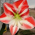 #hippeastrum