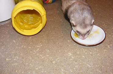 #fretka #Error #Ercio #Plastus