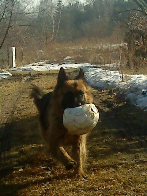 Dawaj piłkę :)))