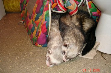 #fretka #fretki #DomTymczasowy #Error #Plastuś