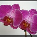 Phalaenopsis