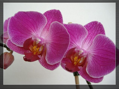 Phalaenopsis