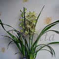 CYMBIDIUM