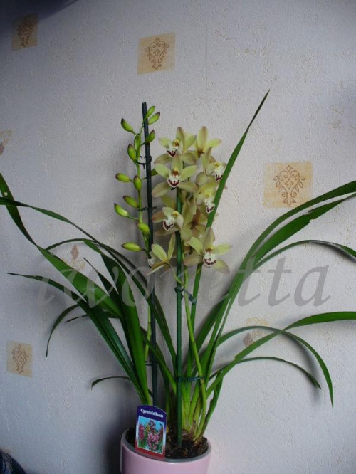 CYMBIDIUM
