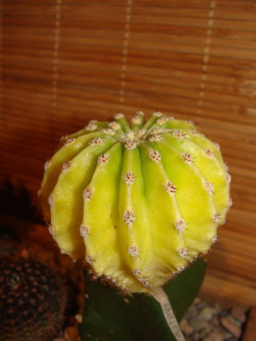 Echinopsis eyriesii variegata