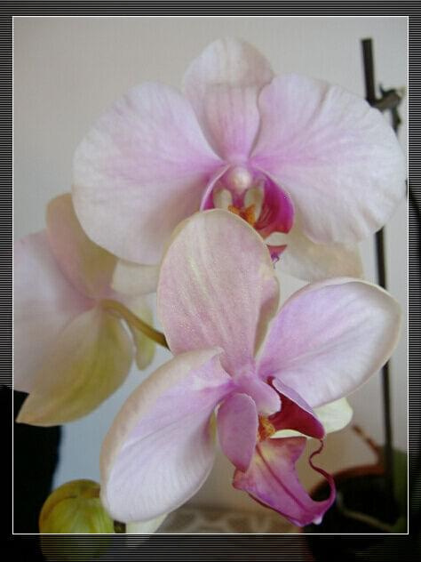 Phalaenopsis