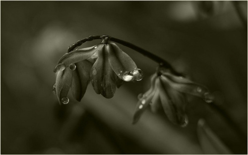 Po deszczu... #Kwiaty #makro