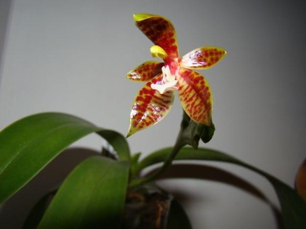 Phalaenopsis cornu-cervi