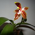 Phalaenopsis cornu-cervi