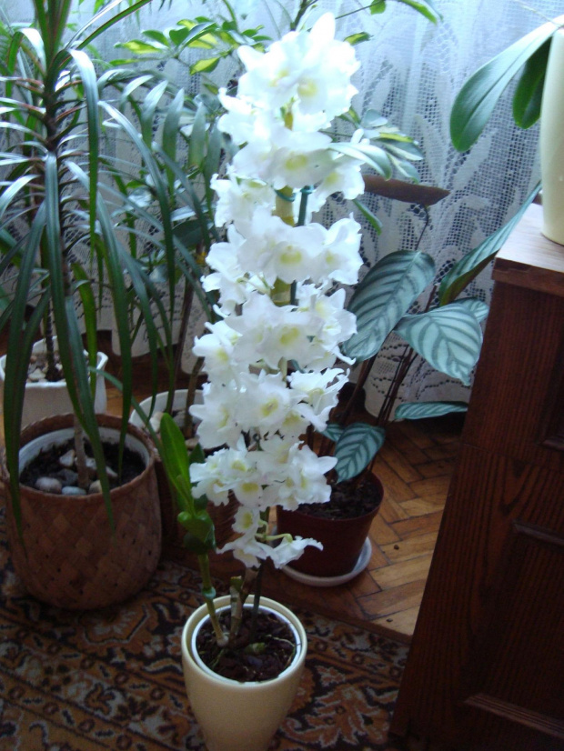 Dendrobium Nobile 2009.