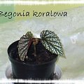 Begonia