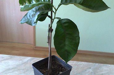 zaszczepiony w 2009r. #Cytrusy