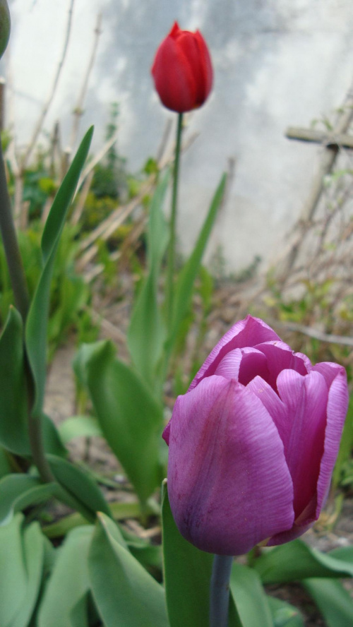 Tulipan #kwiaty #wiosna #tulipany