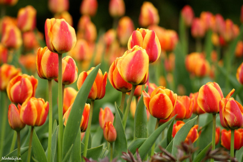 Sezon tulipanowy w pełni