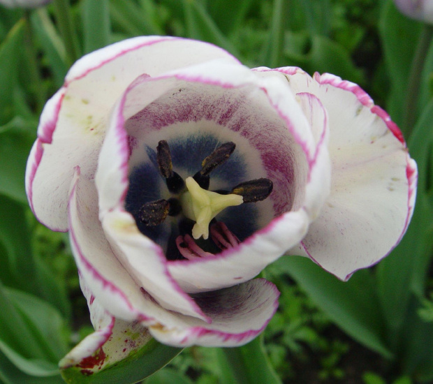 #tulipany #wiosna #kwiaty #maj