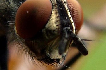 Mucha i jej porteret #mcro #mucha