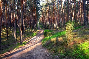 W górę i w dół i znów... #PuszczaKampinoska #las #drzewa