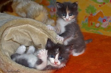 #KociętaMaineCoon #KotyMaineCoon #HodowlaMaineCoon #KotyRasowe #DomoweKotyRasowe #KotkiMaineCoon #SprzedażMaineCoon