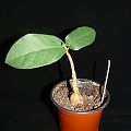 ficus glumosa