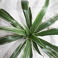 Dracena