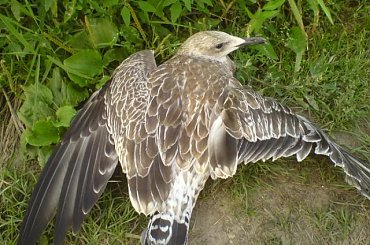 Mewa #ptaki #mewa #bąkowiec #bakowiec