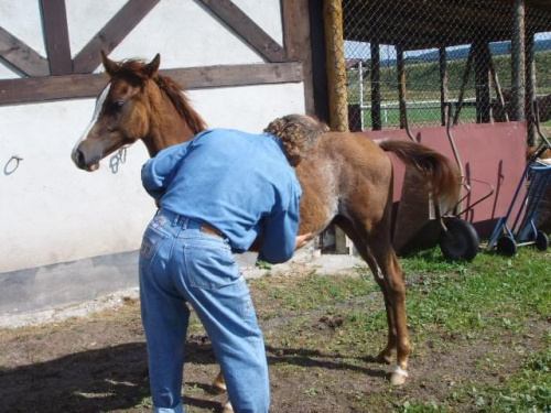 arabek- ślicznota :)