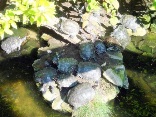 Żółwie czerwonolice