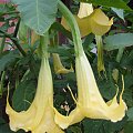 Datura Yelow