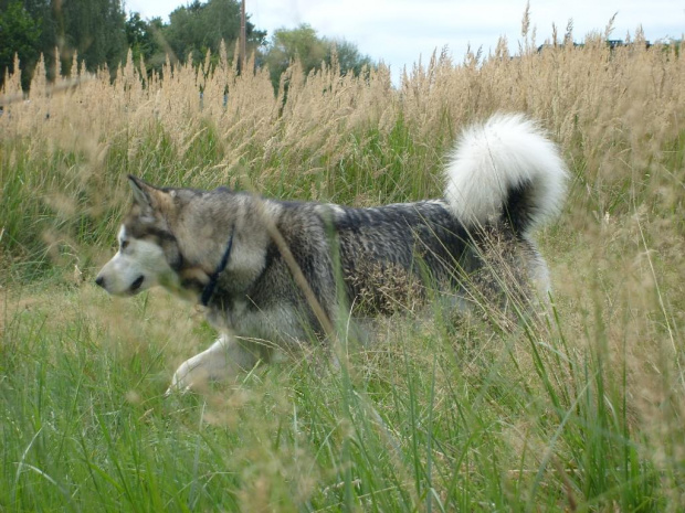 masza z howerli #masza #MaszaZHowerli #AlaskanMalamute