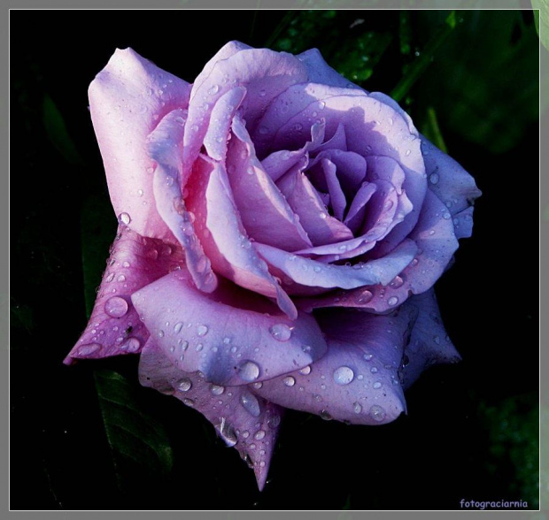 moja ukochana róża...fioletowa