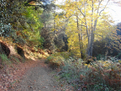 Cypr-Dolina Cedrów #droga #las #jesień #kolory #złote #piękne