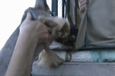 #chico #YorkshireTerrier #york #pies #dog #terrier