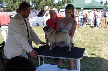 #mops #pies #WystawaPsów