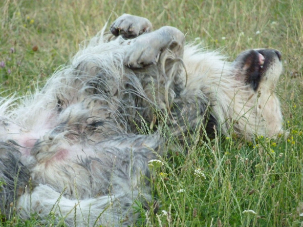 Kępa Potocka, lipiec 2010, Brutus - brudas