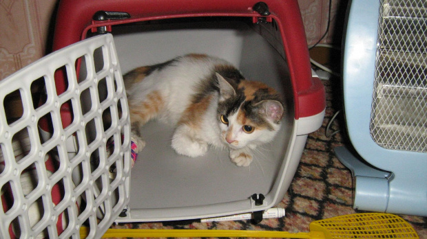 Goldi w swoim ukochanym transporterku #kotki