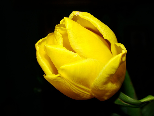 Żółty kwiat #żółty #kwiat #makro