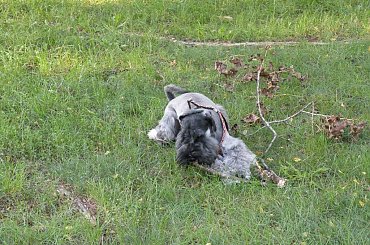 mam 8 miesięcy #sznaucer #pies #miniatura #nico