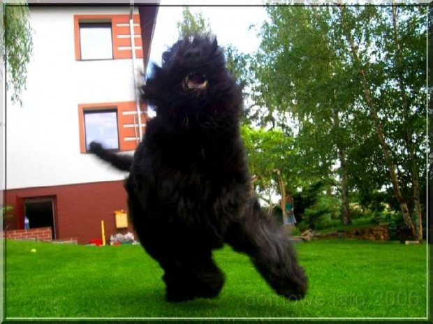 bouvier des flandres-Bum Bum Vectra Chucho #BouvierDesFlandres