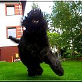 bouvier des flandres-Bum Bum Vectra Chucho #BouvierDesFlandres