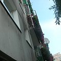 #Balkon #kwiaty #surfinie