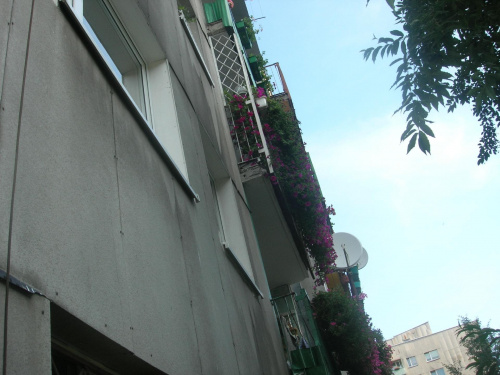 #Balkon #kwiaty #surfinie