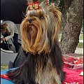 EVER 11 miesięcy #YorkshireTerrier #york #yorki