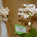 Phalaenopsis equestris var alba