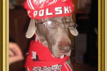#WyżełWeimarski #wyżeł #weimaranus #weimaraners #weimar