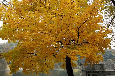 Jesień Racibórz 2010 - Park Roth #jesień #park #klon #Roth #Racibórz #raciborz #Śląsk #slask #kolorowa #liście